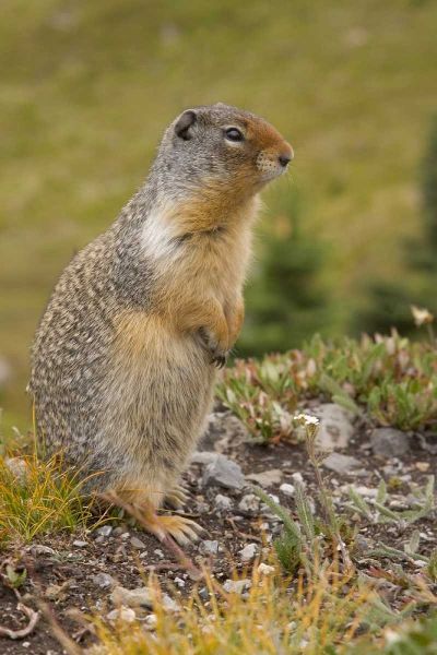 Canada, BC, Banff NP Columbian ground squirrel
